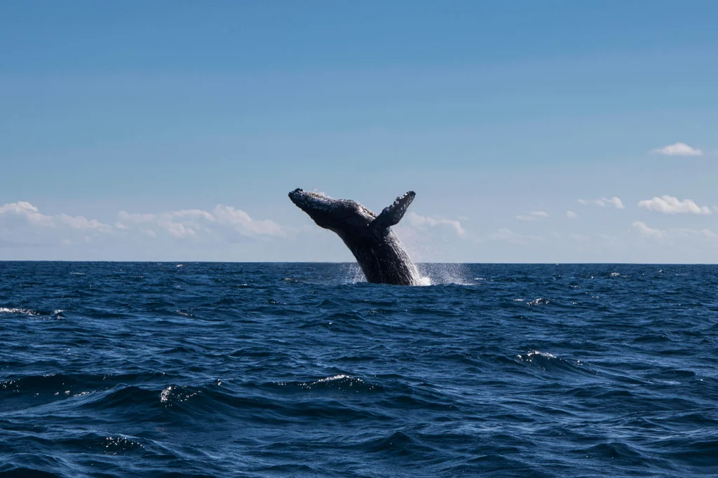 Whale watching near Tèya Beach Hotel